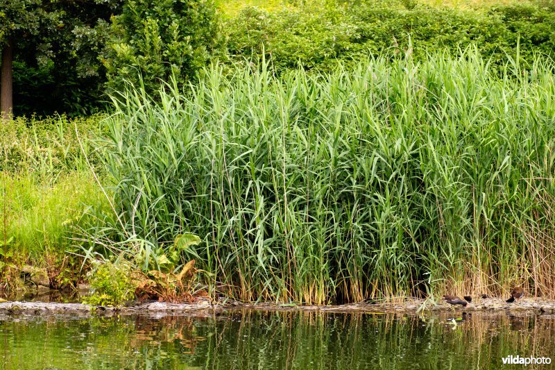 Natuurvriendelijke oever