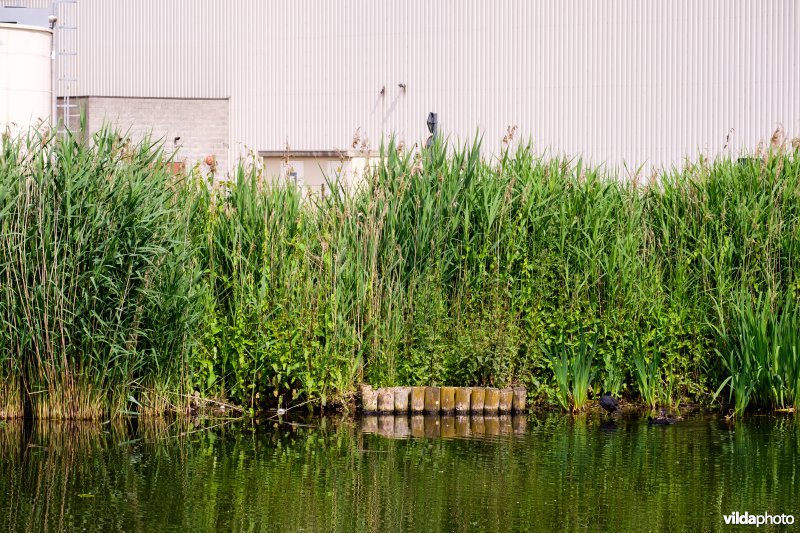 Natuurvriendelijke oever