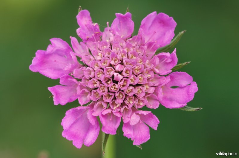 Glanzende of Alpenscabioza