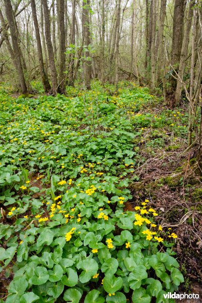 Mesotroof elzenbroekbos