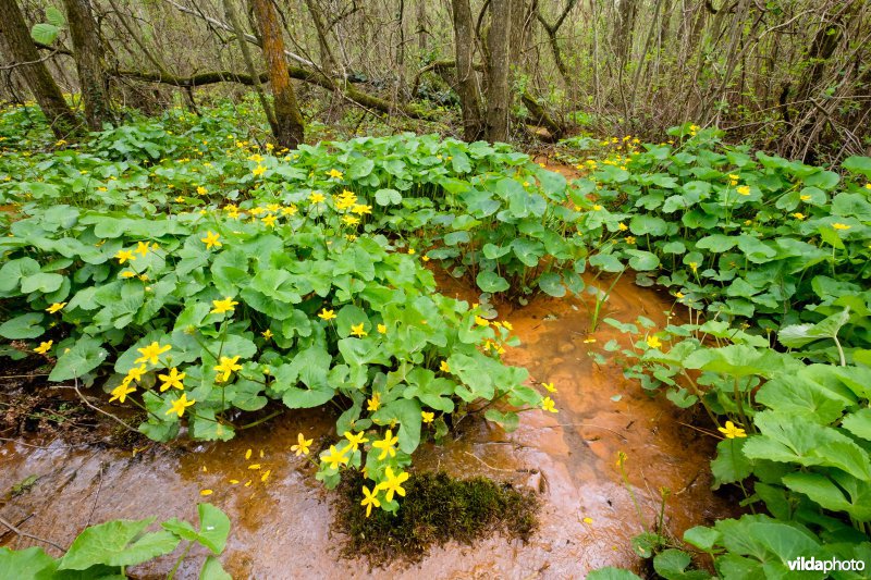 Mesotroof elzenbroekbos