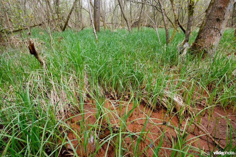 Mesotroof elzenbroekbos