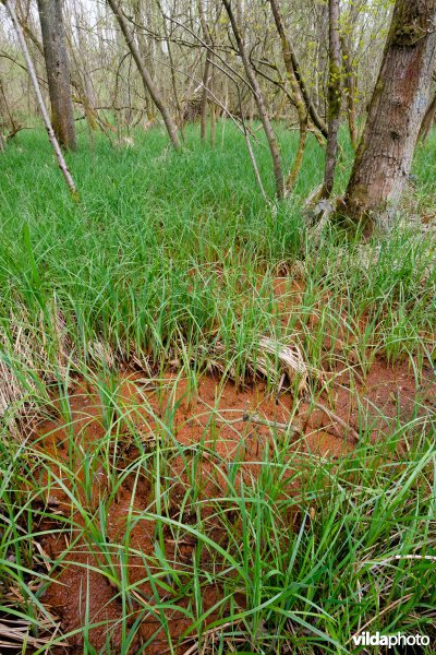 Mesotroof elzenbroekbos