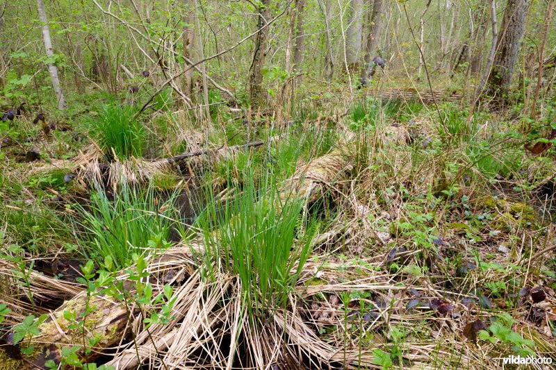 Ruigte-elzenbos