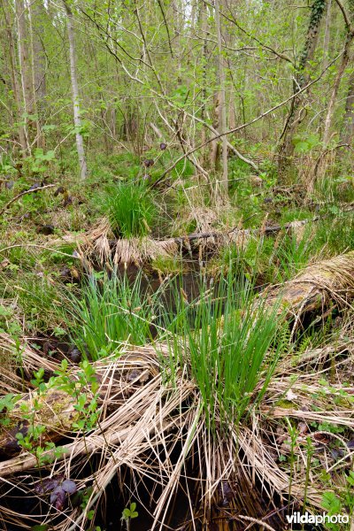 Ruigte-elzenbos