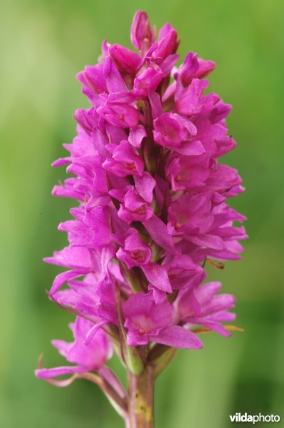welriekende muggenorchis