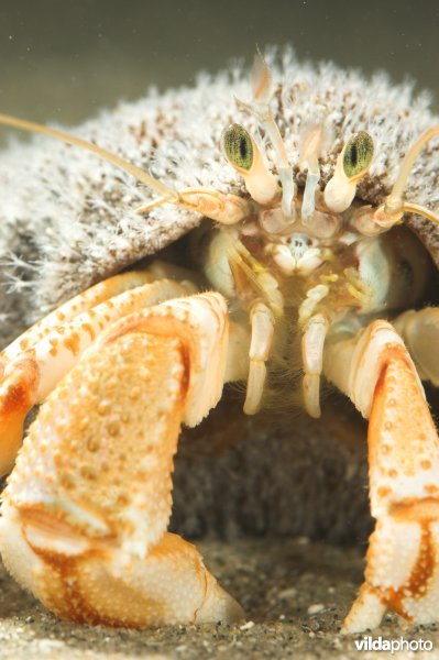 Gewone heremietkreeft