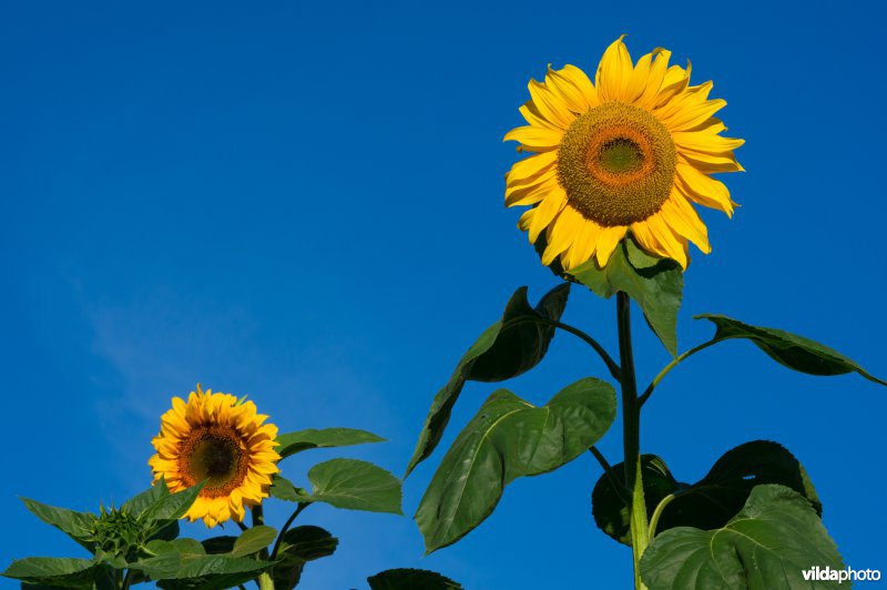 Zonnebloem