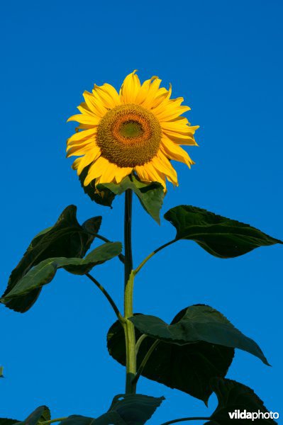 Zonnebloem