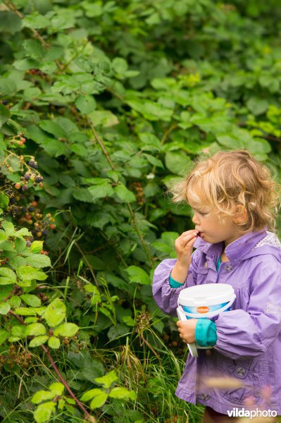 Meisje plukt bramen