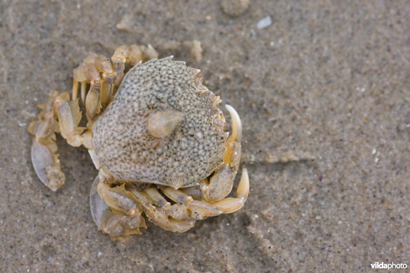 Breedpootkrab op zand