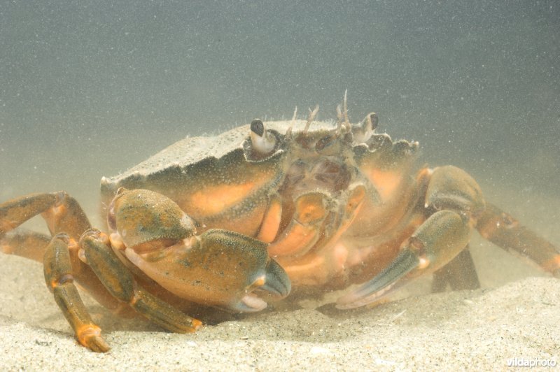 Strandkrab