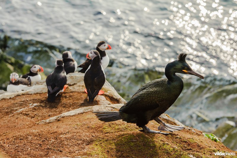 Kuifaalscholver en papegaaiduikers