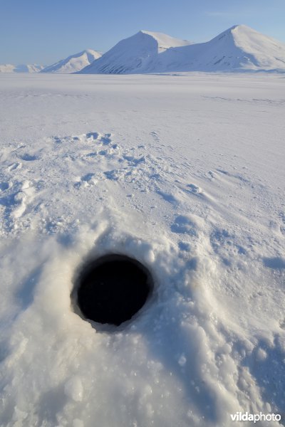 Ademgat van Ringelrob op in fjordijs
