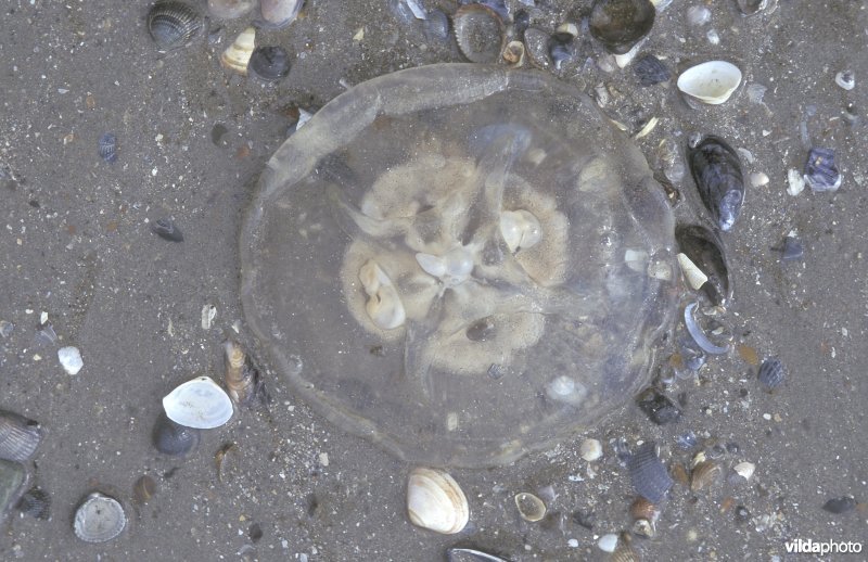 Oorkwal op het strand