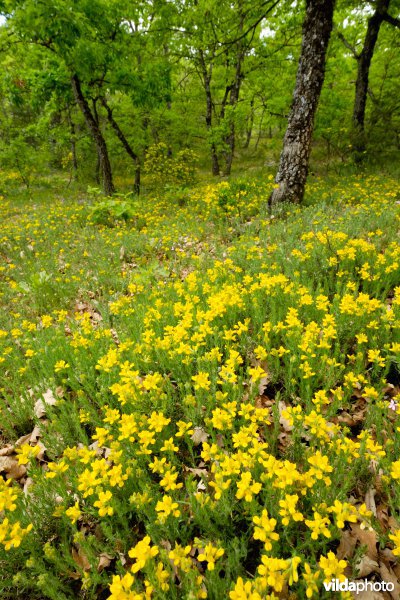 Stekelbrem in de Provence
