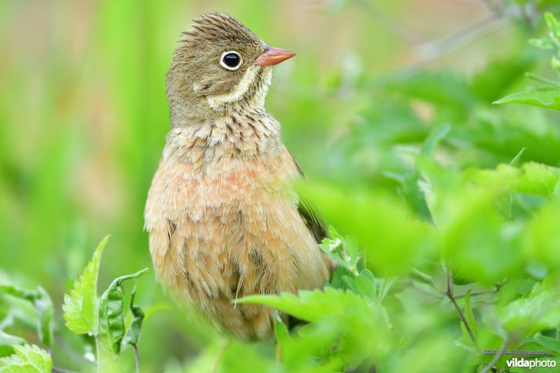 Ortolaan
