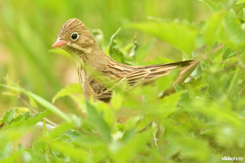 Ortolaan