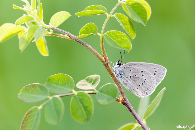 Blazenstruikblauwtje