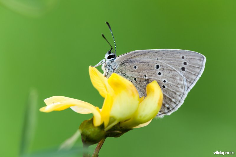 Blazenstruikblauwtje