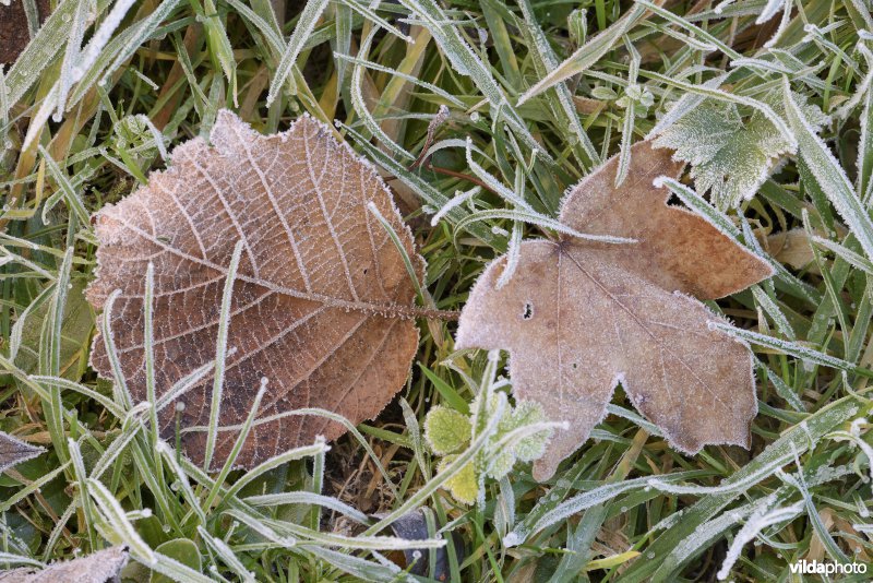 Bevroren blaadjes op gras