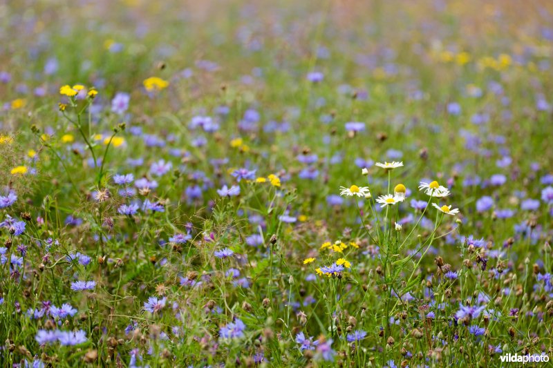 Kamille en korenbloemen