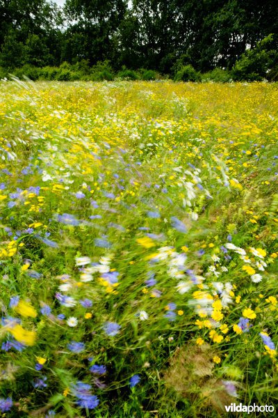 Graanakker met akkeronkruiden
