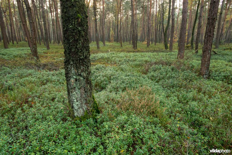 Rode bosbes in dennenbos