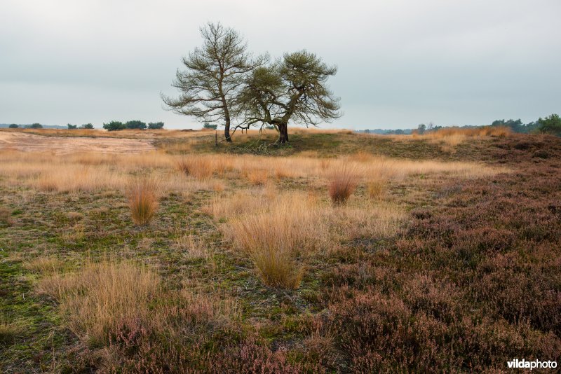 De Hoge Veluwe