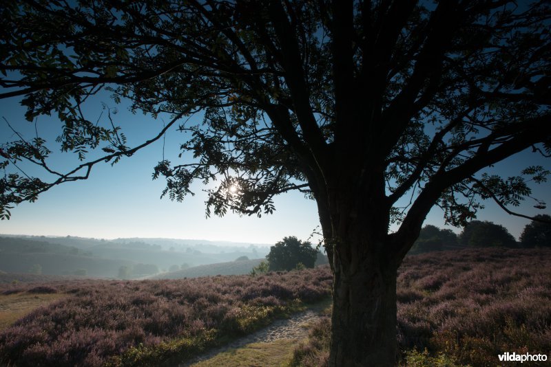 Bloeiende heide op de Veluwezoom