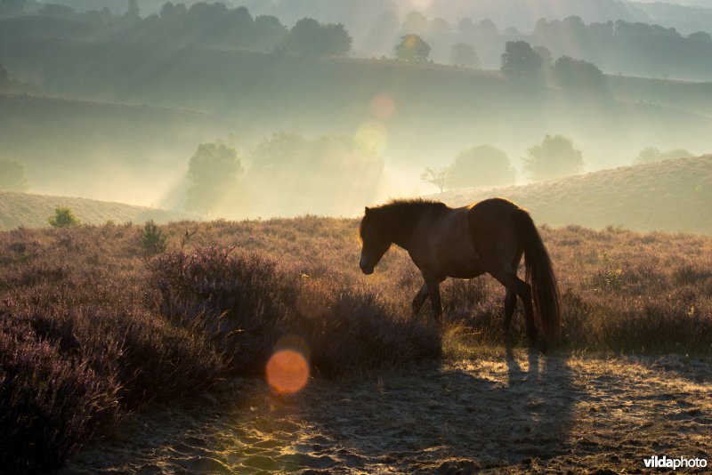 Bloeiende heide op de Veluwezoom