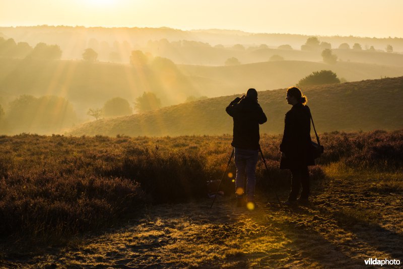 Man fotografeert bloeiende heide