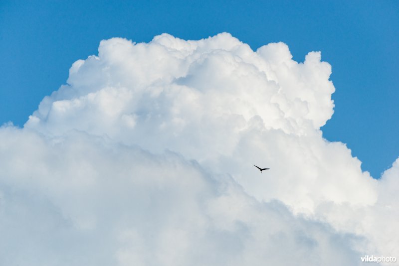 Purperreiger en cumuluswolken