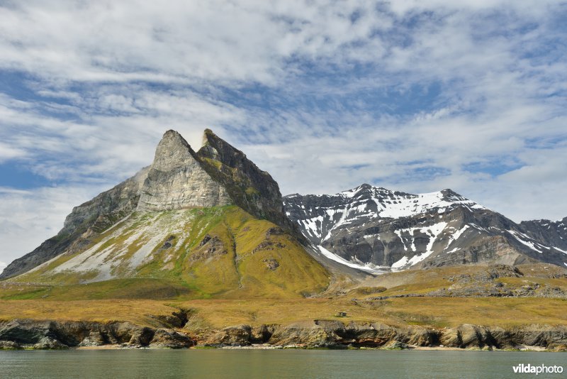 Alkehornet in Spitsbergen