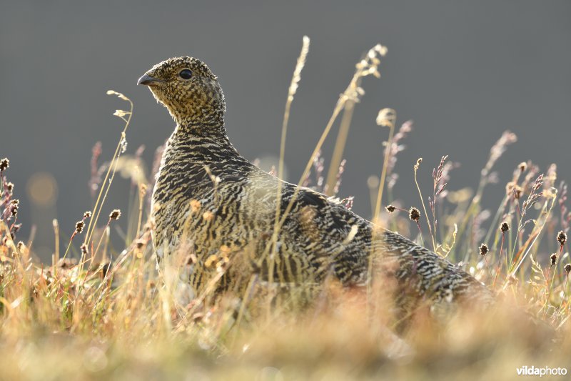 Spitsbergen Sneeuwhoen