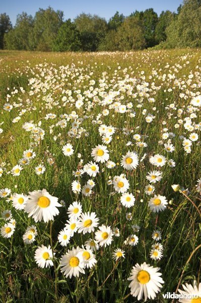 Veldje Margrieten