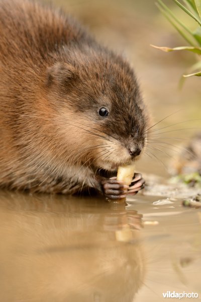 Muskusrat