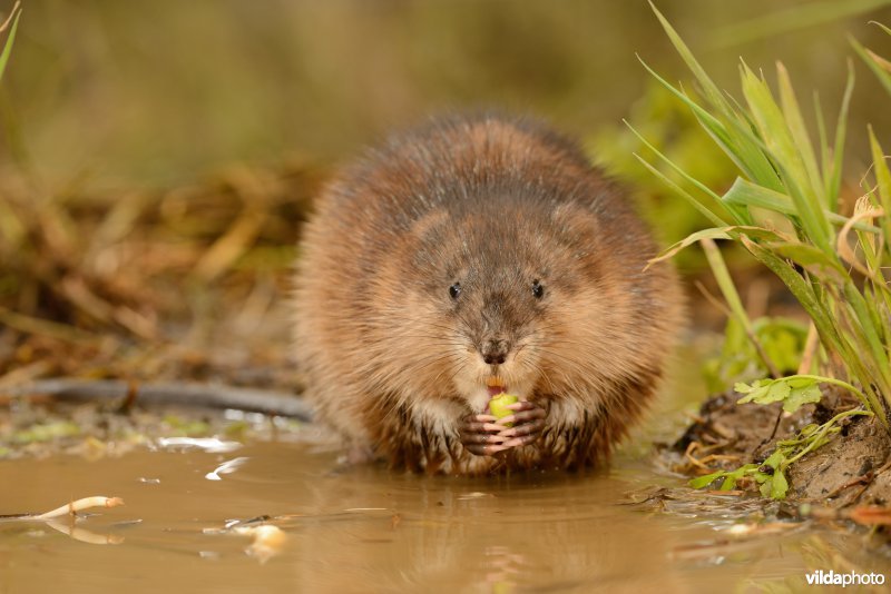 Muskusrat