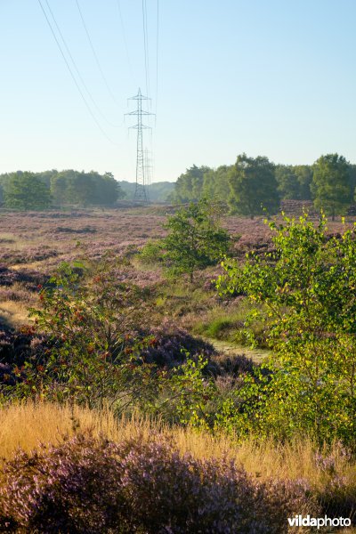 Hoogspanningslijn op een heideterrein