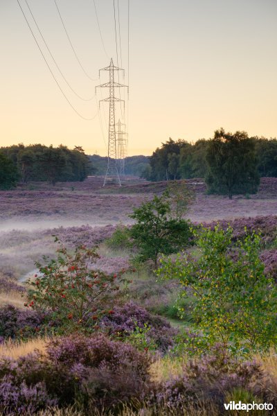 Hoogspanningslijn op een heideterrein