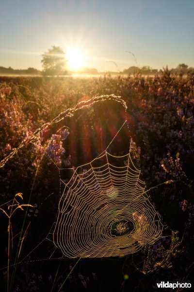 Spinnenweb bij zonsopgang