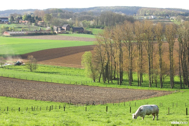 Vlaamse ardennen