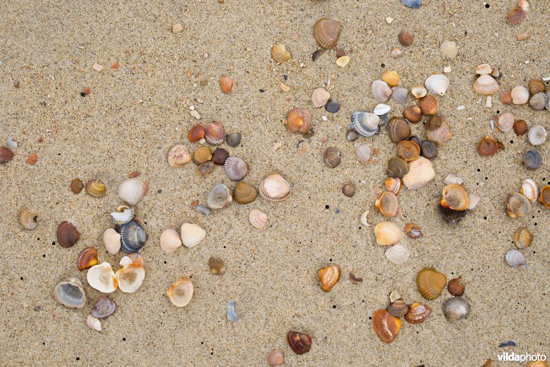 Strandlijn met schelpen