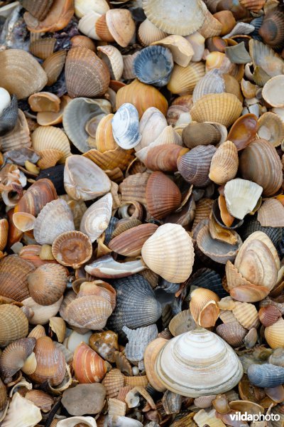 Strandlijn met schelpen