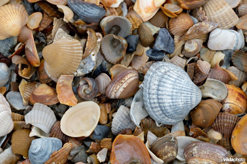 Strandlijn met schelpen