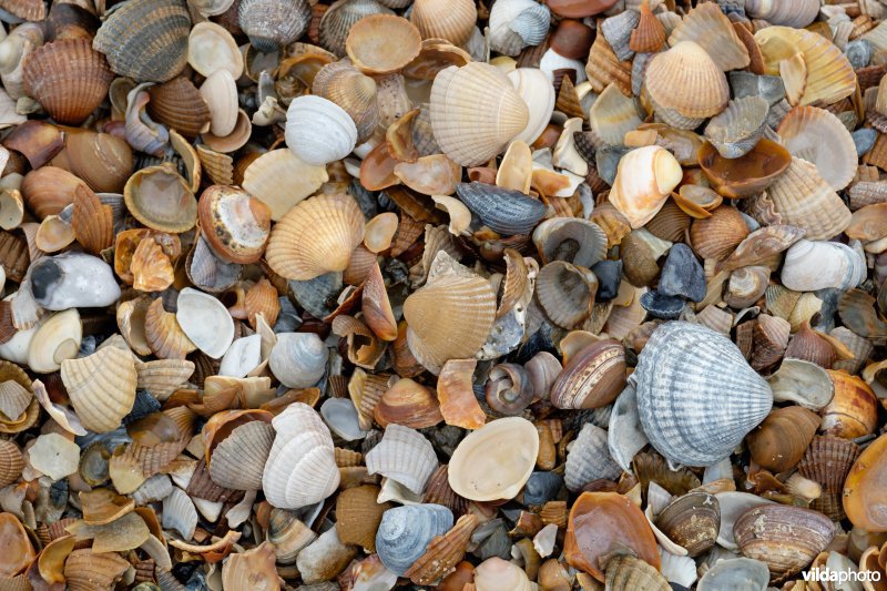 Strandlijn met schelpen