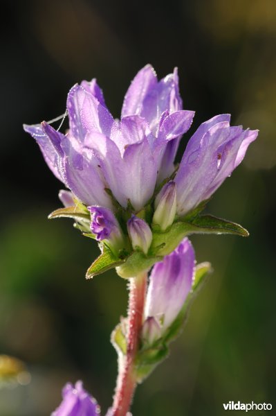 Campanula moesiaca, klokje