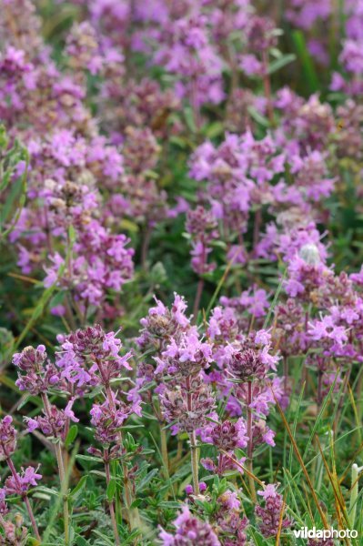 Thymus sibthorpii