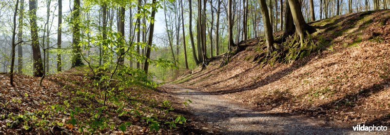 Wandelweg door het bos