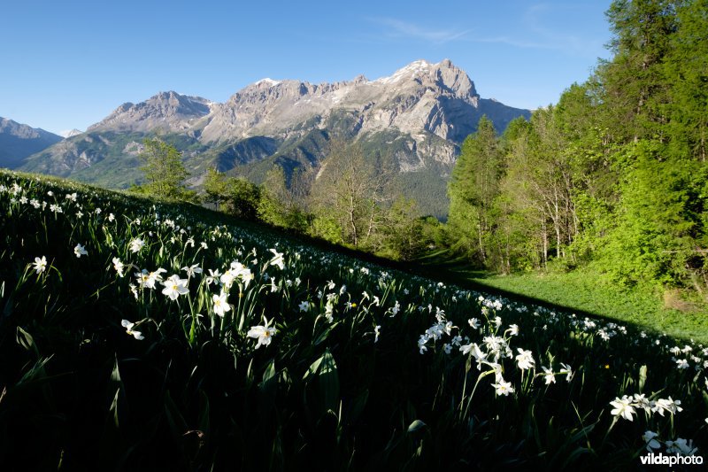 Witte narcis